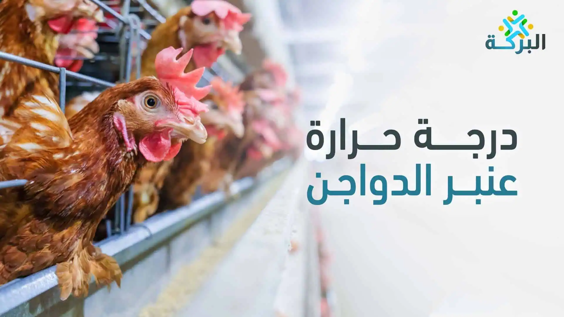 الحفاظ على درجة حرارة عنبر الدواجن